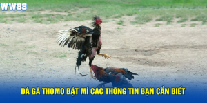 đá gà thomo